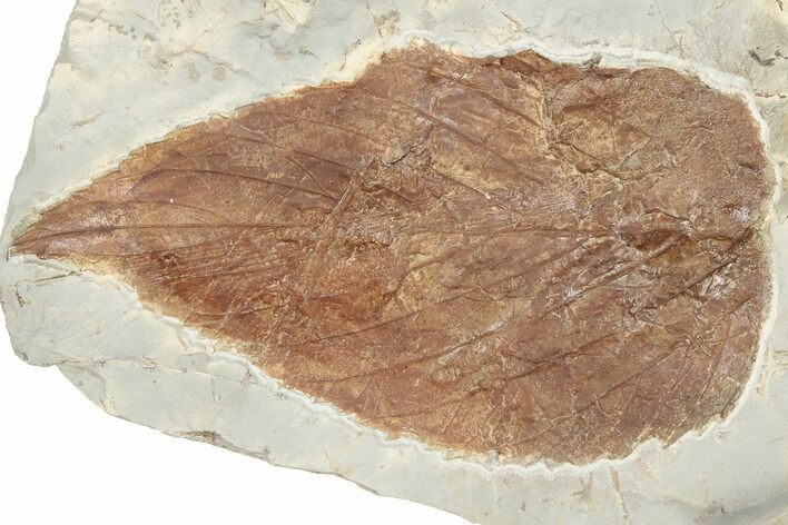 Fossil Leaf (Beringiaphyllum) - Montana #190453